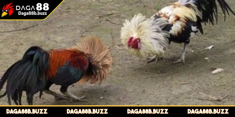 ca-cuoc-da-ga-campuchia-la-gi