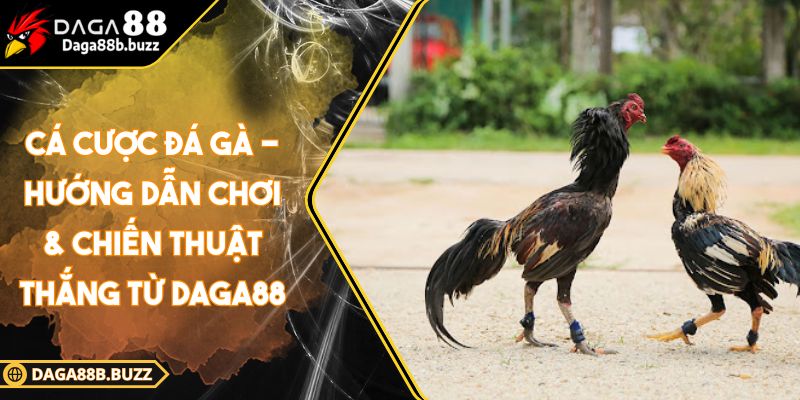 ca-cuoc-da-ga