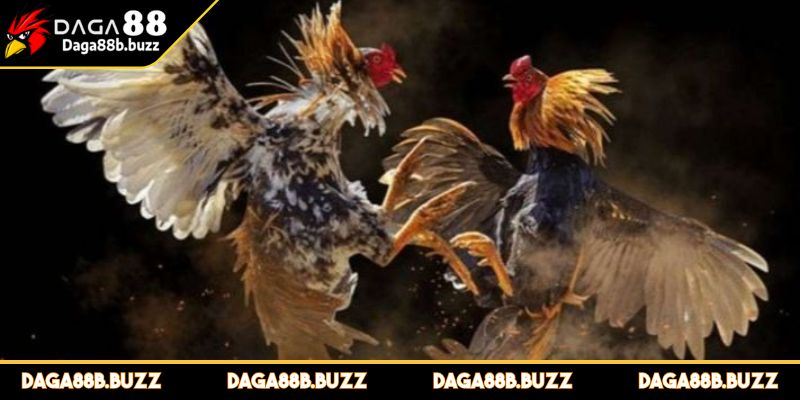 ca-do-da-ga-chien-thuat