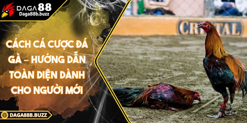 cach-ca-cuoc-da-ga