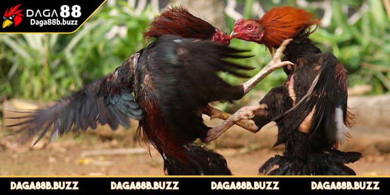 cuoc-da-ga-cac-dang