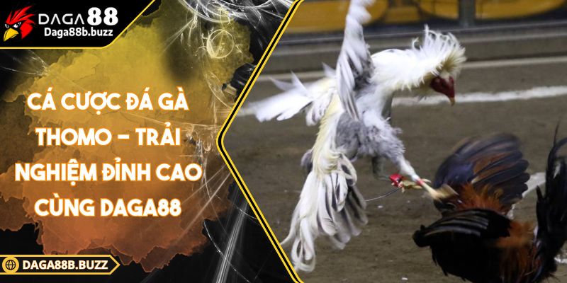 cuoc-da-ga-thomo