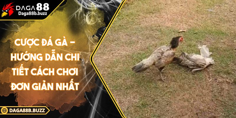 cuoc-da-ga