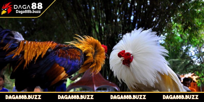 da-ga-ca-cuoc-la-gi