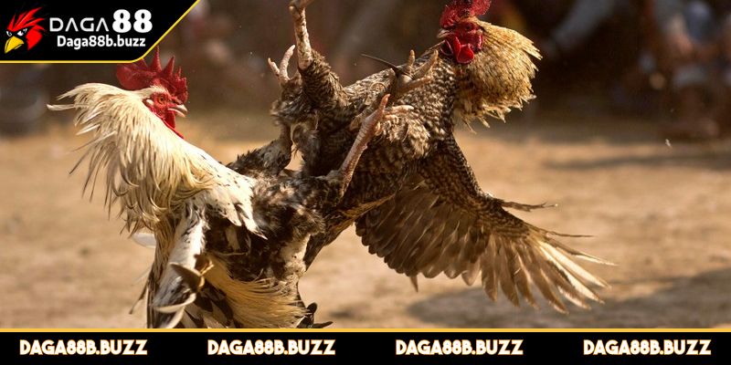 da-ga-ca-cuoc-meo-ca-cuoc
