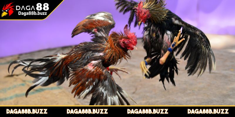 da-ga-ca-cuoc-qua-mang-kinh-nghiem