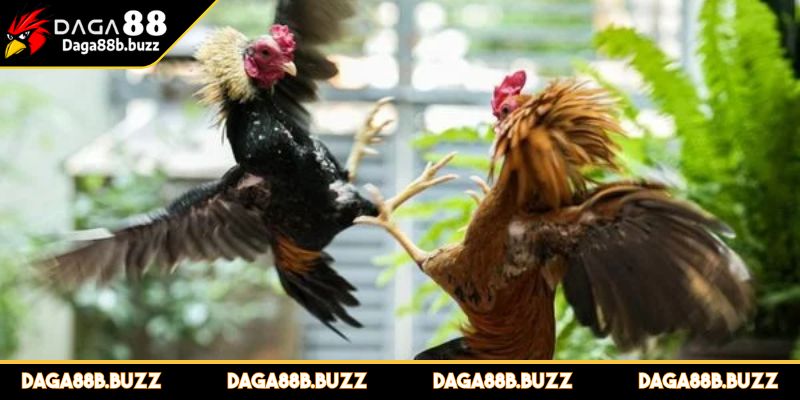 da-ga-ca-cuoc-tham-gia