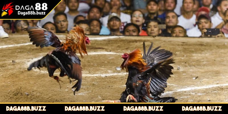 da-ga-daga88-loai-hinh