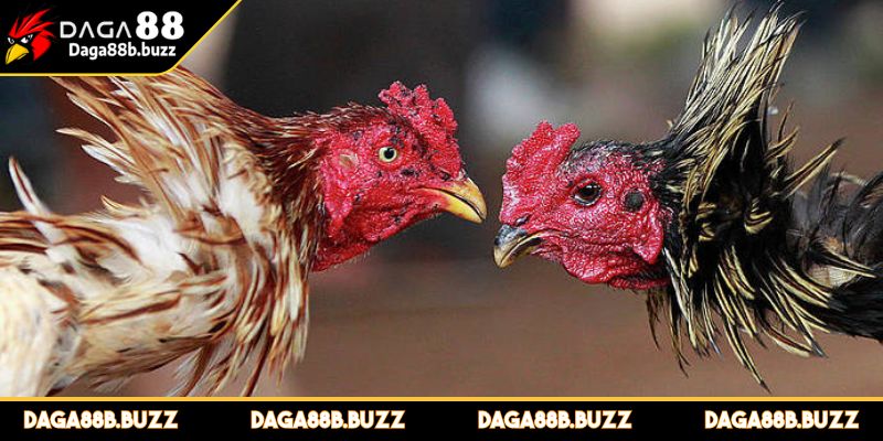 da-ga-thomo-campuchia-cac-yeu-to