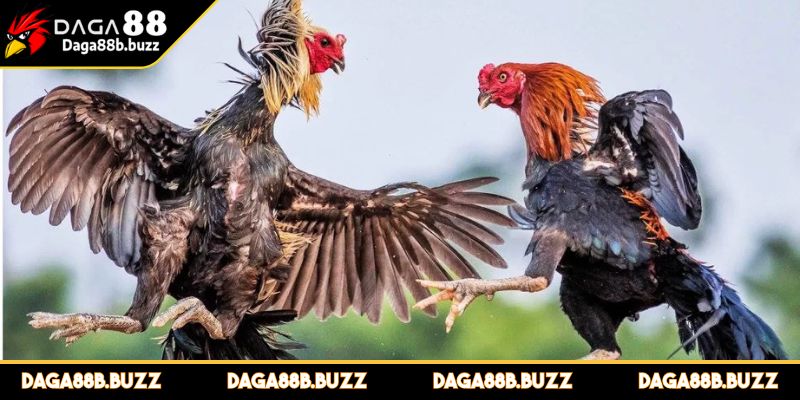 da-ga-thomo-campuchia-truc-tuyen